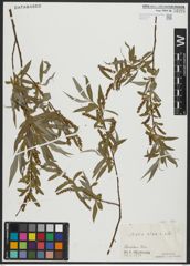 Foto von Salix alba subsp. alba L.